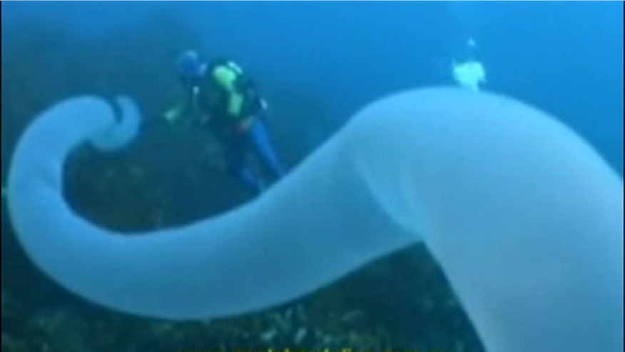 pyrosomes 660.jpg
